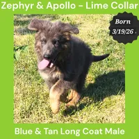 AKC Blue & Tan LH - ZA Lime, a male German Shepherd Dog for sale in Princeville, IL – 2 of 10