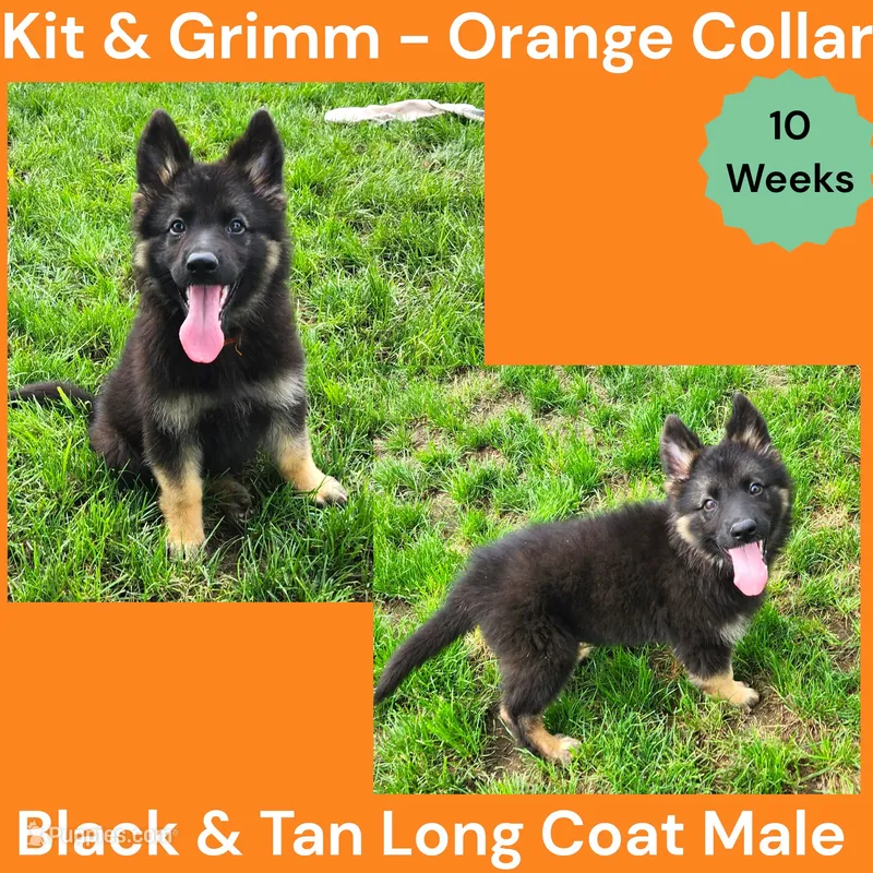 AKC Black & Tan Long Coat - KG Orange – German Shepherd Dog puppy for sale in Princeville, IL