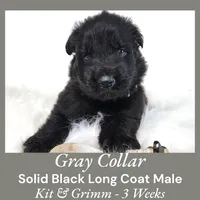 AKC Black LH - KG Gray, a male German Shepherd Dog for sale in Princeville, IL – Photo 7 of 8