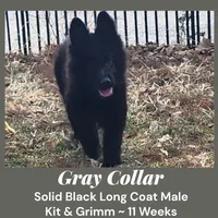 AKC Black LH - KG Gray, a male German Shepherd Dog for sale in Princeville, IL – Photo 3 of 8