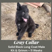AKC Black LH - KG Gray, a male German Shepherd Dog for sale in Princeville, IL – Photo 2 of 8