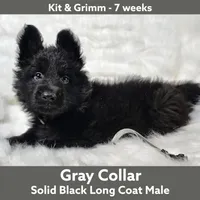 AKC Black LH - KG Gray, a male German Shepherd Dog for sale in Princeville, IL – Photo 6 of 8