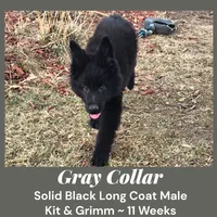 AKC Black LH - KG Gray, a male German Shepherd Dog for sale in Princeville, IL – Photo 1 of 8