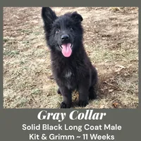 AKC Black LH - KG Gray, a male German Shepherd Dog for sale in Princeville, IL – Photo 4 of 8