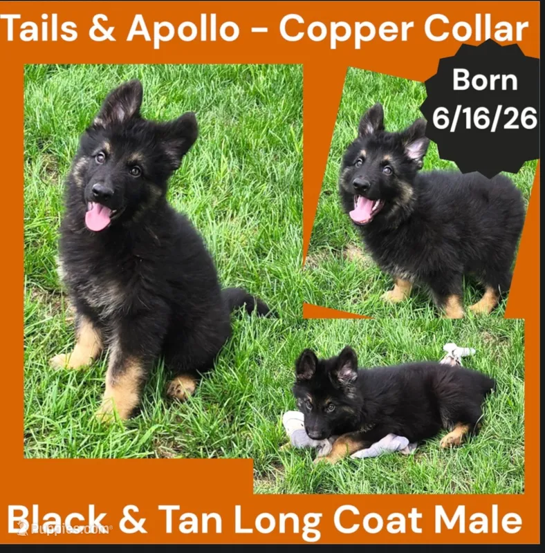 AKC Black & Tan Long Coat - TA Copper – German Shepherd Dog puppy for sale in Princeville, IL