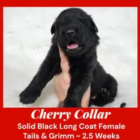 AKC Black LH - TG Cherry, a female German Shepherd Dog for sale in Princeville, IL – Photo 3 of 7