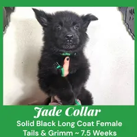 AKC Black LH - TG Jade, a female German Shepherd Dog for sale in Princeville, IL – Photo 1 of 3