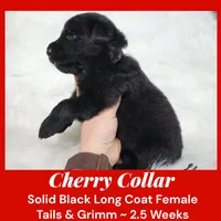AKC Black LH - TG Cherry, a female German Shepherd Dog for sale in Princeville, IL – Photo 5 of 7