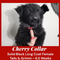 AKC Black LH - TG Cherry, a female German Shepherd Dog for sale in Princeville, IL – Photo 1 of 7