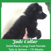 AKC Black LH - TG Jade, a female German Shepherd Dog for sale in Princeville, IL – Photo 2 of 3
