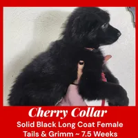 AKC Black LH - TG Cherry, a female German Shepherd Dog for sale in Princeville, IL – Photo 4 of 7