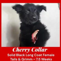 AKC Black LH - TG Cherry, a female German Shepherd Dog for sale in Princeville, IL – Photo 2 of 7