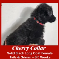 AKC Black LH - TG Cherry, a female German Shepherd Dog for sale in Princeville, IL – Photo 6 of 7