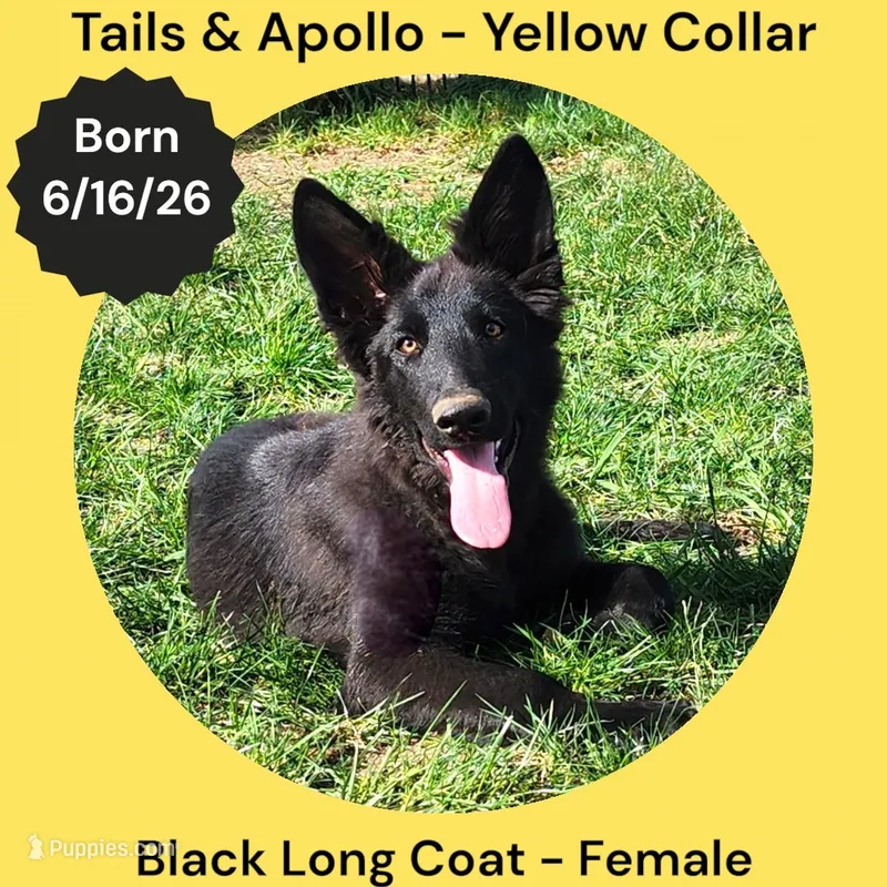 AKC Black Long Coat - TA Yellow – German Shepherd Dog puppy for sale in Princeville, IL