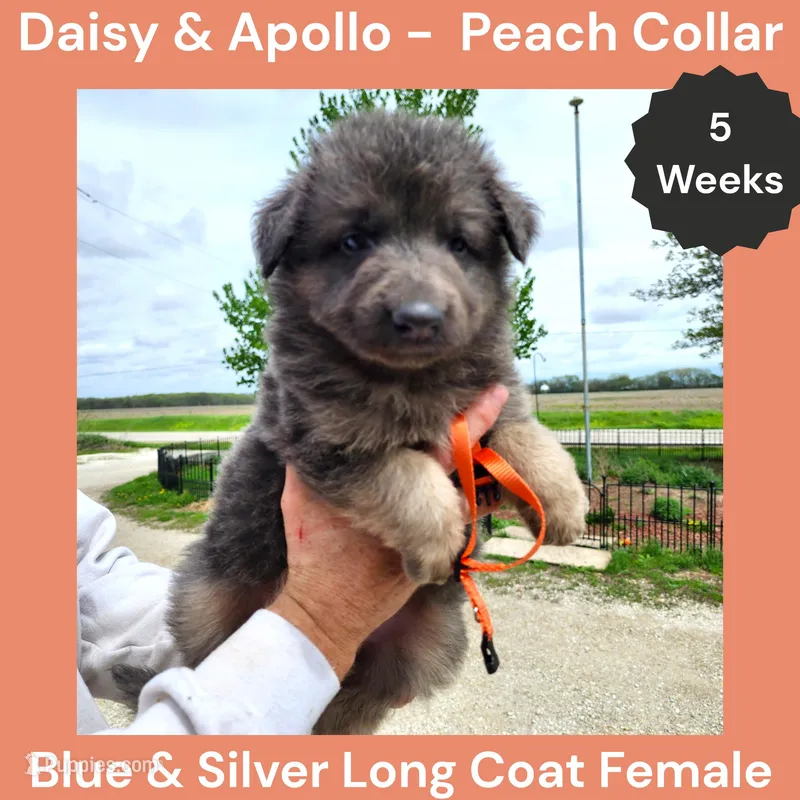AKC Blue&Cream LH - DA Peach – German Shepherd Dog puppy for sale in Princeville, IL