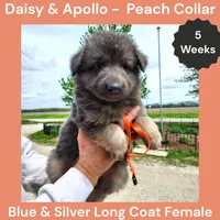 AKC Blue&Cream LH - DA Peach, a female German Shepherd Dog for sale in Princeville, IL – 8 of 10