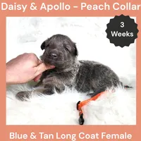 AKC Blue&Cream LH - DA Peach, a female German Shepherd Dog for sale in Princeville, IL – Photo 4 of 6