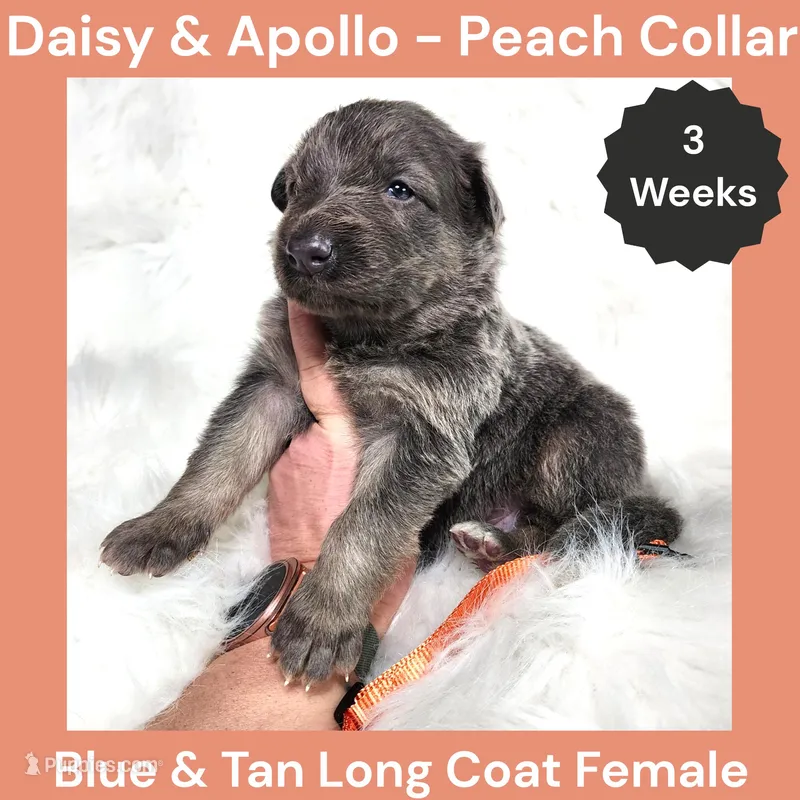 AKC Blue&Tan LH - DA Peach – German Shepherd Dog puppy for sale in Princeville, IL