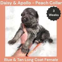 AKC Blue&Cream LH - DA Peach, a female German Shepherd Dog for sale in Princeville, IL – Photo 3 of 6
