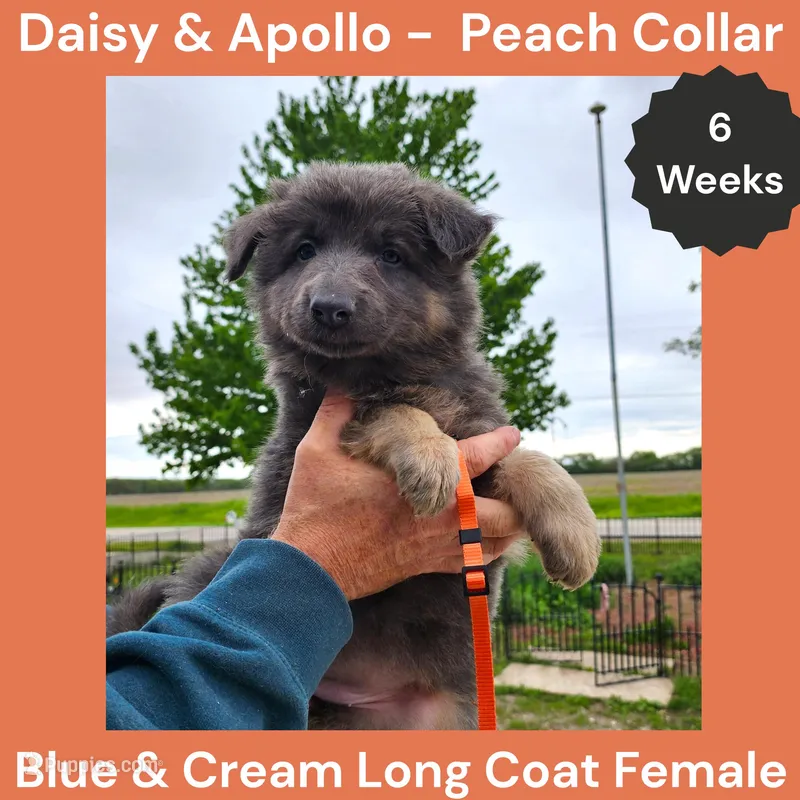 AKC Blue&Cream LH - DA Peach – German Shepherd Dog puppy for sale in Princeville, IL