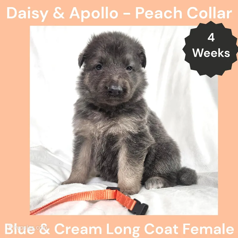 AKC Blue&Cream LH - DA Peach – German Shepherd Dog puppy for sale in Princeville, IL