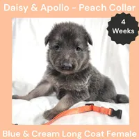 AKC Blue&Cream LH - DA Peach, a female German Shepherd Dog for sale in Princeville, IL – Photo 2 of 6