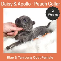 AKC Blue&Tan LH - DA Peach, a female German Shepherd Dog for sale in Princeville, IL – Photo 1 of 3