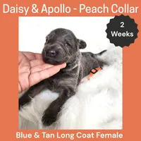 AKC Blue&Tan LH - DA Peach, a female German Shepherd Dog for sale in Princeville, IL – Photo 2 of 3