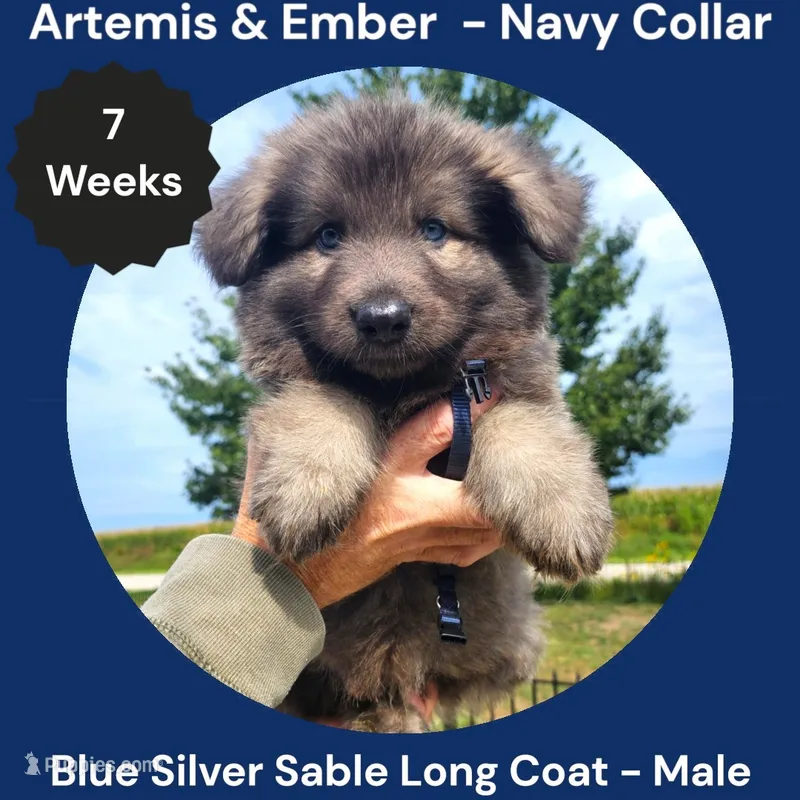 AKC Blue Silver Sable Long Coat - AE Navy  – German Shepherd Dog puppy for sale in Princeville, IL