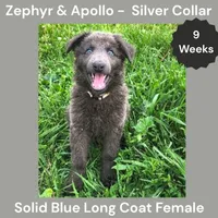AKC Blue LH - ZA Silver , a female German Shepherd Dog for sale in Princeville, IL – 4 of 10