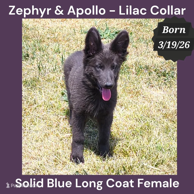 AKC Blue LH - ZA Lilac  – German Shepherd Dog puppy for sale in Princeville, IL