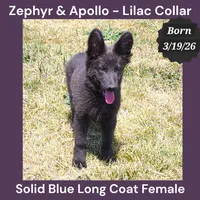 AKC Blue LH - ZA Lilac , a female German Shepherd Dog for sale in Princeville, IL – 1 of 9