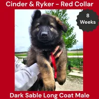 AKC Dark Sable LH - CR Red, a male German Shepherd Dog for sale in Princeville, IL – Photo 1 of 8