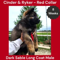 AKC Dark Sable LH - CR Red, a male German Shepherd Dog for sale in Princeville, IL – Photo 2 of 8