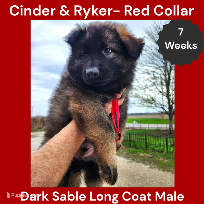 AKC D. Sable LH - CR Red – German Shepherd Dog puppy for sale in Princeville, IL
