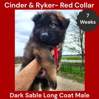 AKC Dark Sable LH - CR Red, a male German Shepherd Dog for sale in Princeville, IL – Photo 3 of 8