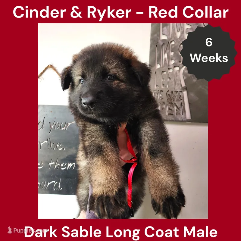 AKC D. Sable LH - CR Red – German Shepherd Dog puppy for sale in Princeville, IL