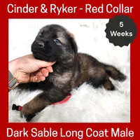 AKC D. Sable LH - CR Red, a male German Shepherd Dog for sale in Princeville, IL – Photo 2 of 6