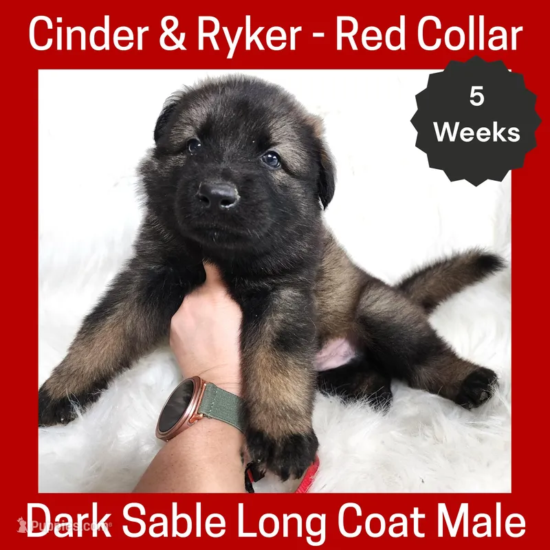 AKC D. Sable LH - CR Red – German Shepherd Dog puppy for sale in Princeville, IL