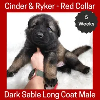 AKC D. Sable LH - CR Red, a male German Shepherd Dog for sale in Princeville, IL – Photo 1 of 6