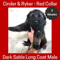 AKC D. Sable LH - CR Red, a male German Shepherd Dog for sale in Princeville, IL – Photo 4 of 6