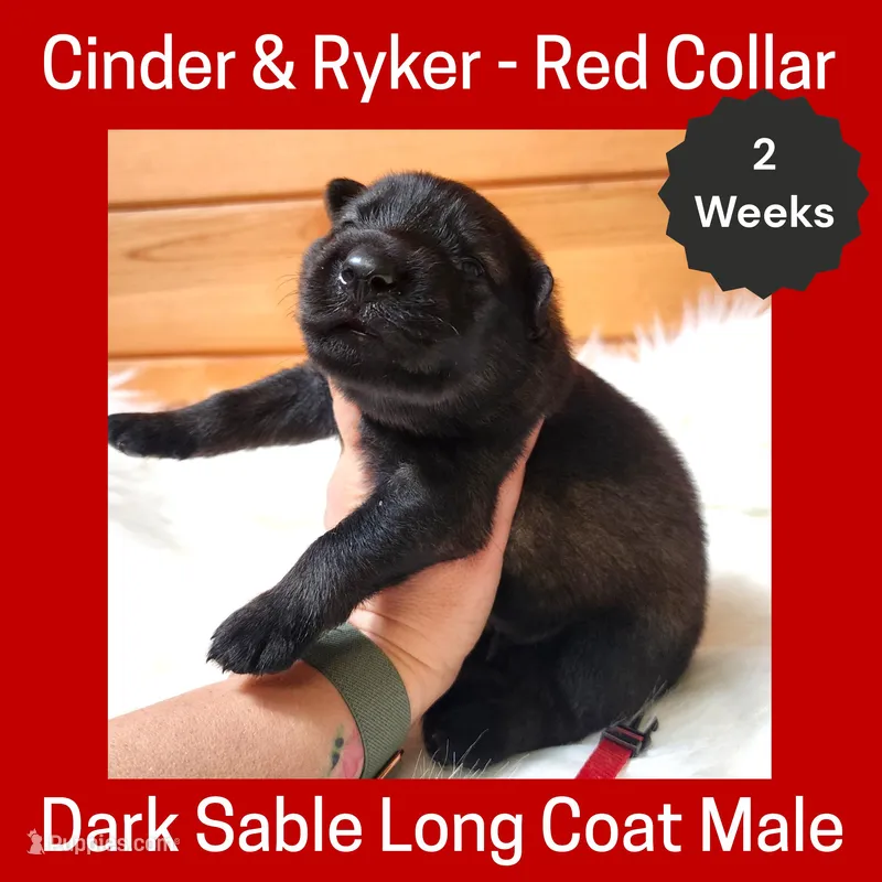 AKC D. Sable LH - CR Red – German Shepherd Dog puppy for sale in Princeville, IL