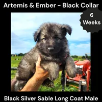 AKC Black Silver Sable Long Coat - AE Black, a male German Shepherd Dog for sale in Princeville, IL – 1 of 4