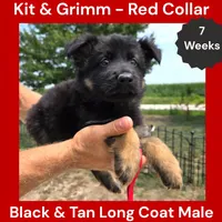 AKC Black & Tan Long Coat - KG Red, a male German Shepherd Dog for sale in Princeville, IL – 4 of 9