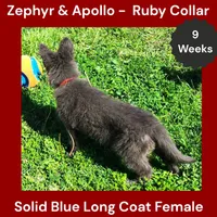 AKC Blue LH - ZA Ruby, a female German Shepherd Dog for sale in Princeville, IL – 2 of 10