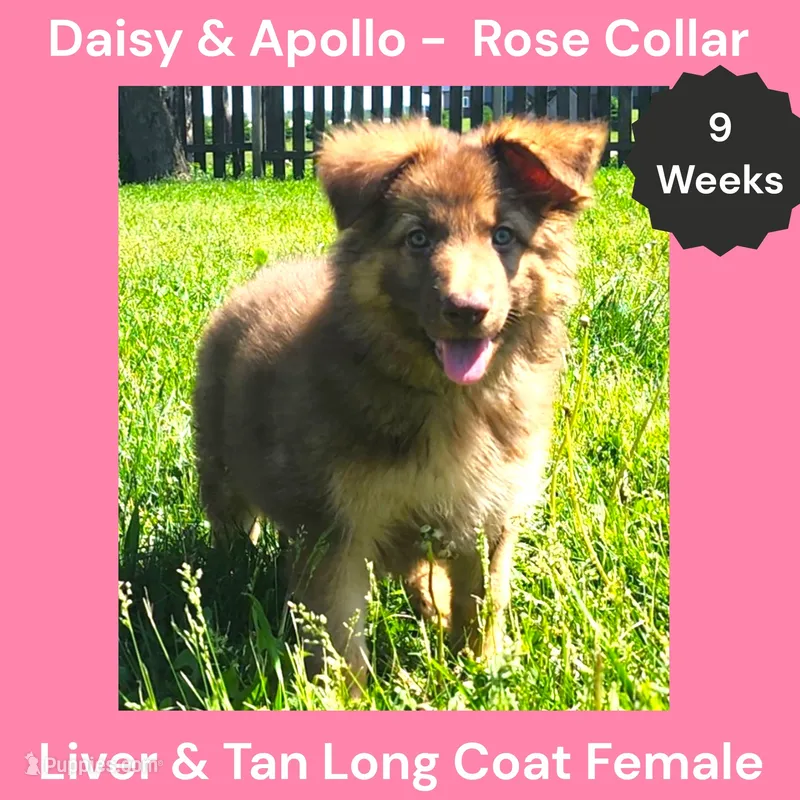 AKC Liver&tan LH - DA Rose – German Shepherd Dog puppy for sale in Princeville, IL