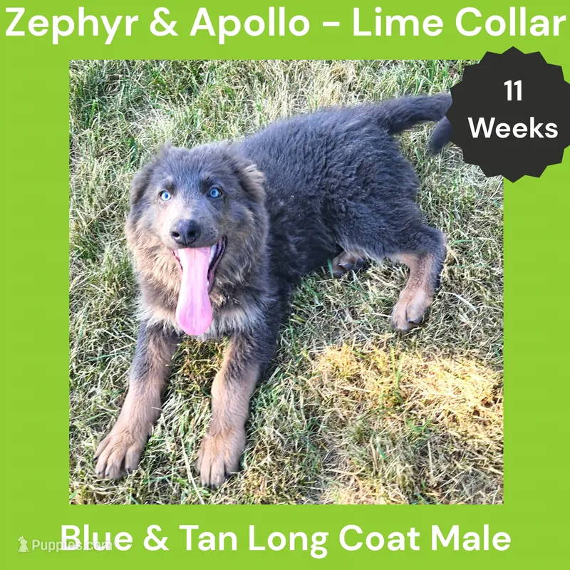AKC Blue & Tan LH - ZA Lime – German Shepherd Dog puppy for sale in Princeville, IL