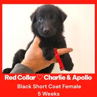 AKC Black SH - CA Red, a female German Shepherd Dog for sale in Princeville, IL – Photo 6 of 7
