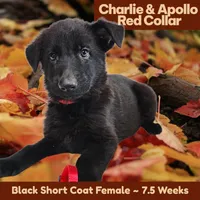 AKC Black SH - CA Red, a female German Shepherd Dog for sale in Princeville, IL – Photo 5 of 7