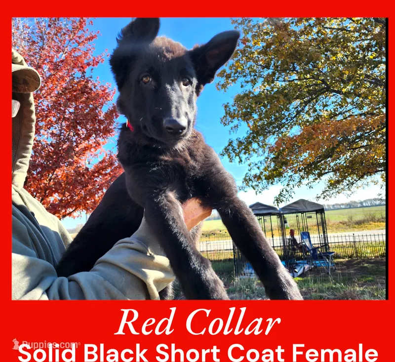 AKC Black SH - CA Red